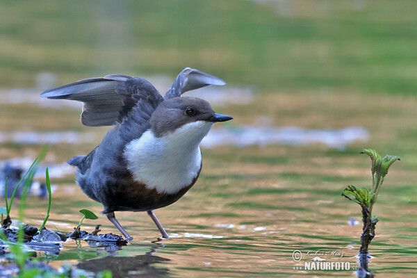 Skorec vodní (Cinclus cinclus)