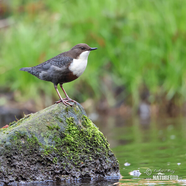 Skorec vodní (Cinclus cinclus)