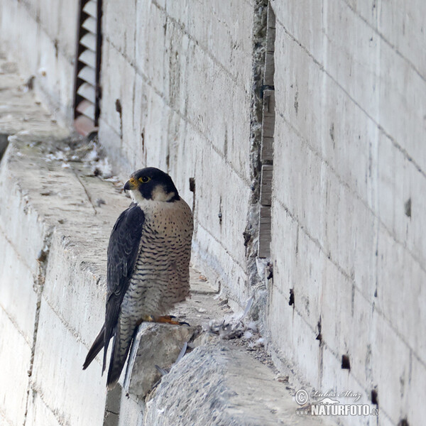 Sokol sťahovavý (Falco peregrinus)