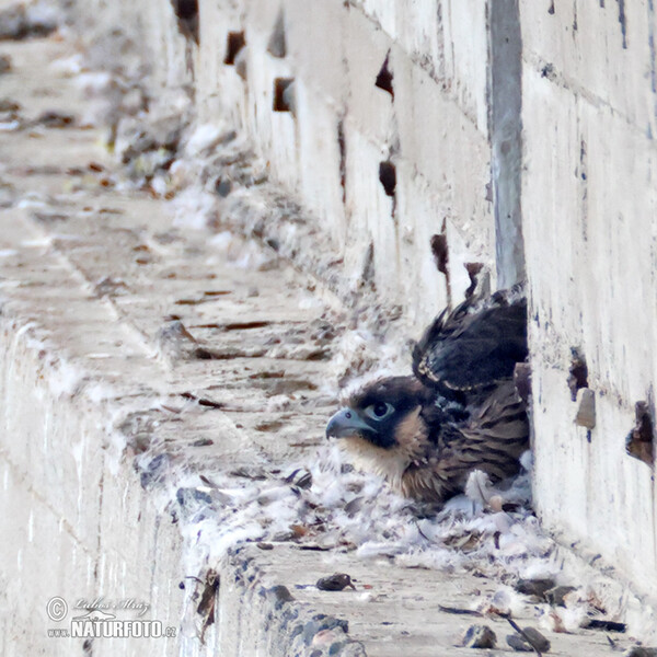 Sokol sťahovavý (Falco peregrinus)