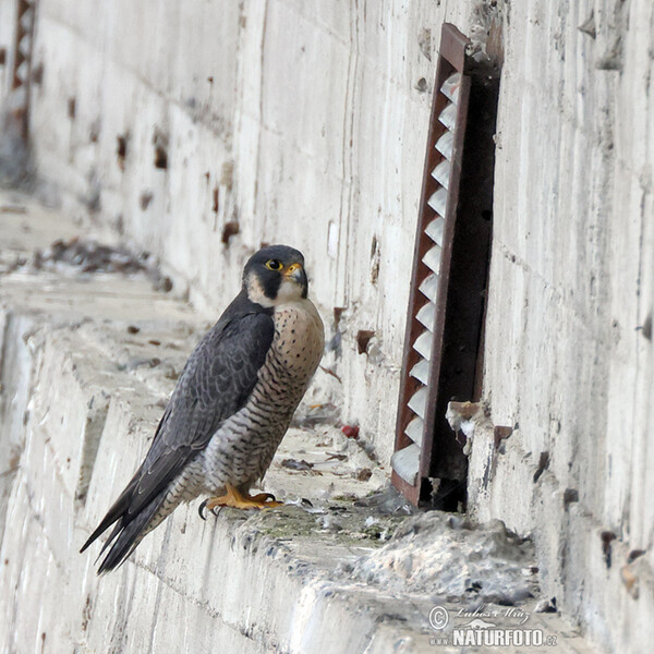 Sokol sťahovavý (Falco peregrinus)