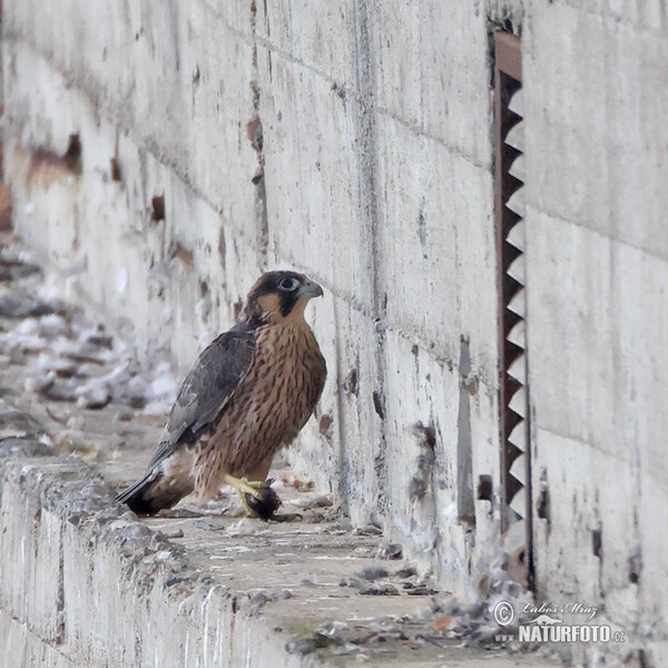 Sokol sťahovavý (Falco peregrinus)