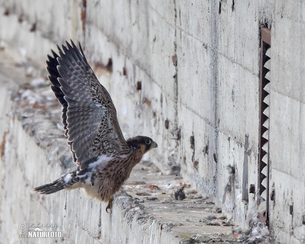 Sokol stěhovavý (Falco peregrinus)