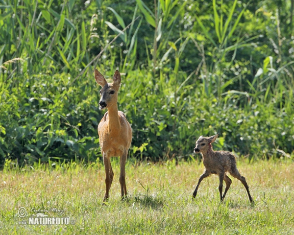 Srnec obecný (Capreolus capreolus)