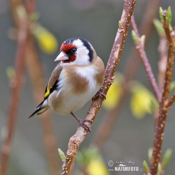 Stehlík obecný (Carduelis carduelis)