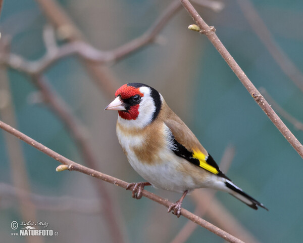 Stehlík obecný (Carduelis carduelis)