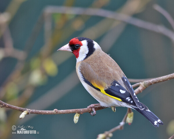 Stehlík obecný (Carduelis carduelis)