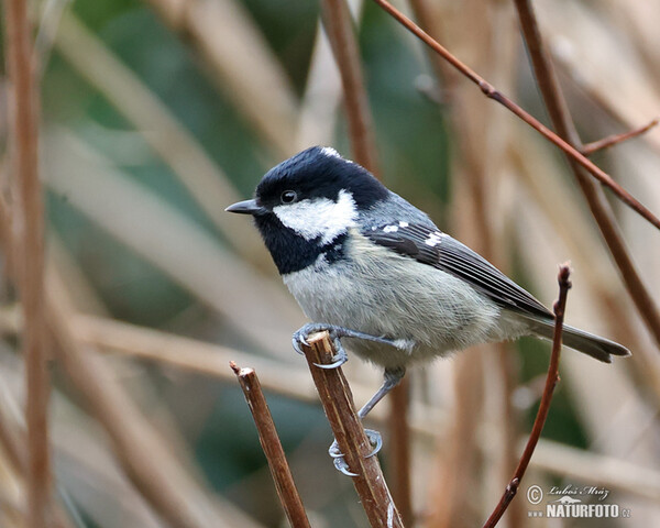 Sýkora úhelníček (Periparus ater)