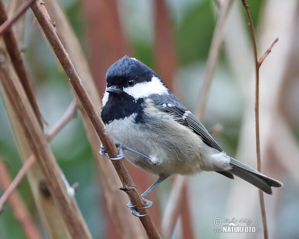 Sýkorka uhliarka (Periparus ater)