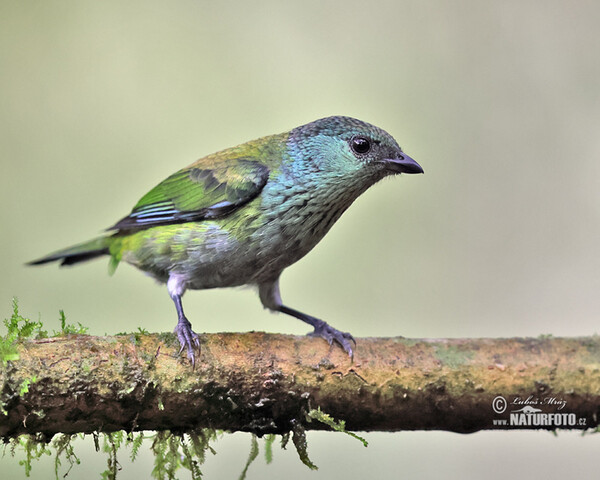 Tangara Heineova (Stilpnia heinei)