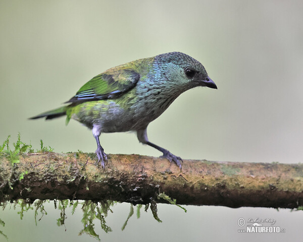 Tangara Heineova (Stilpnia heinei)