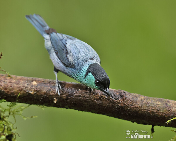 Tangara Heineova (Stilpnia heinei)