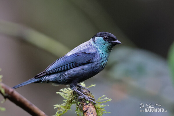 Tangara Heineova (Stilpnia heinei)