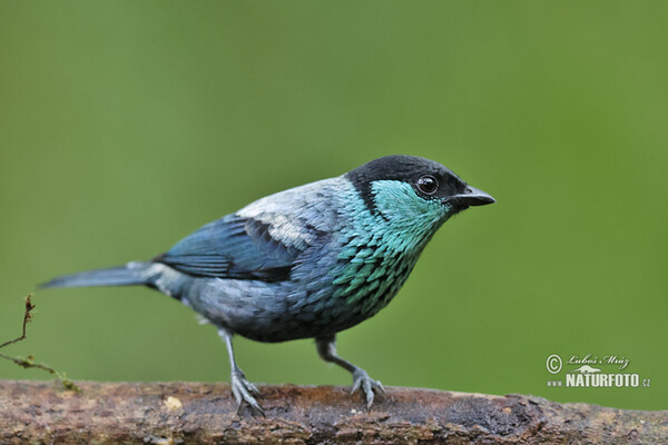 Tangara Heineova (Stilpnia heinei)