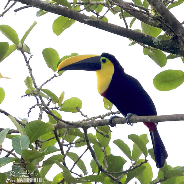 Tukan hnědošíjný (Ramphastos brevis)