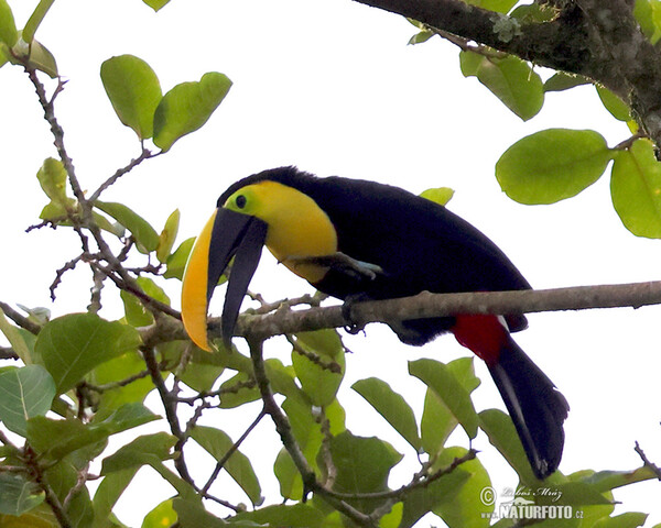 Tukan hnědošíjný (Ramphastos brevis)