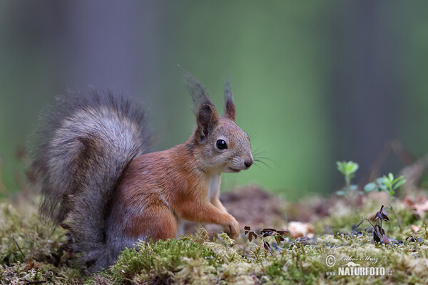 Veverica stromová (Sciurus vulgaris)