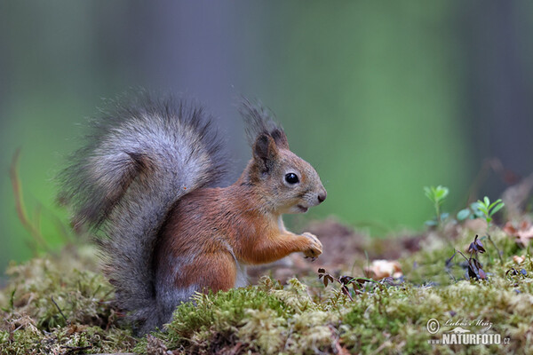 Veverica stromová (Sciurus vulgaris)