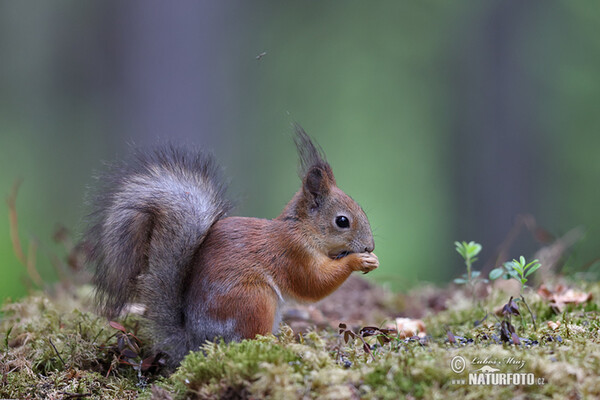 Veverica stromová (Sciurus vulgaris)