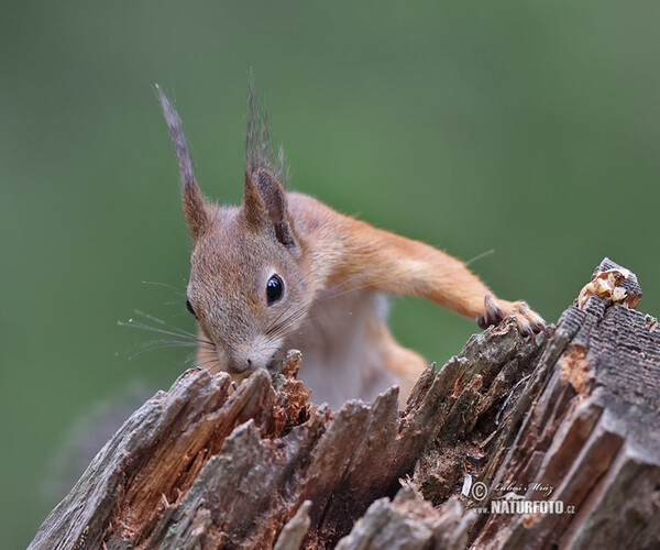 Veverica stromová (Sciurus vulgaris)