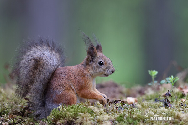 Veverka obecná (Sciurus vulgaris)