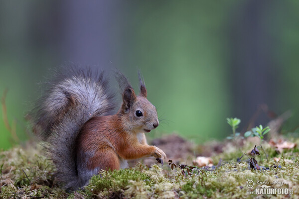 Veverka obecná (Sciurus vulgaris)