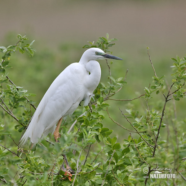 Volavka bílá (Casmerodius albus)