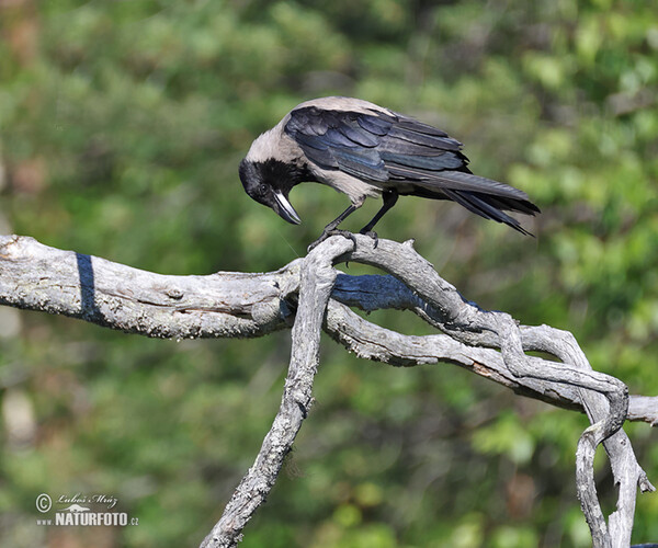 Vrána obecná - šedá (Corvus cornix)