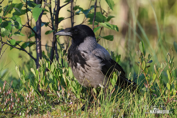 Vrána obecná - šedá (Corvus cornix)