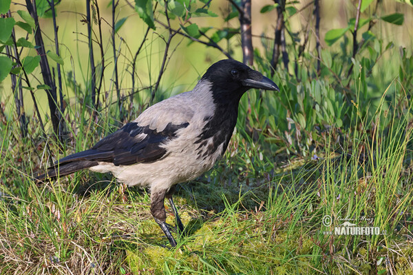 Vrána obecná - šedá (Corvus cornix)