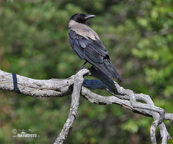 Vrána obecná - šedá (Corvus cornix)