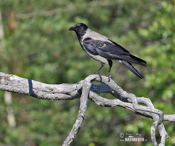 Vrána obecná - šedá (Corvus cornix)