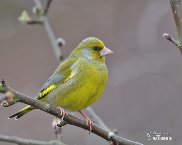 Zelienka obyčajná (Carduelis chloris)