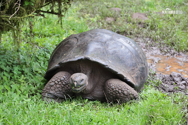 Želva sloní (Geochelone nigra complex)