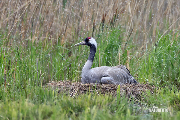 Žeriav popolavý (Grus grus)