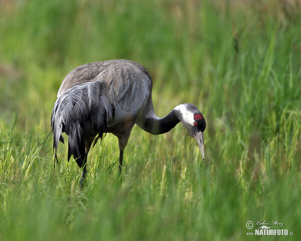 Žeriav popolavý (Grus grus)