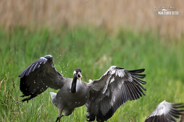 Žeriav popolavý (Grus grus)