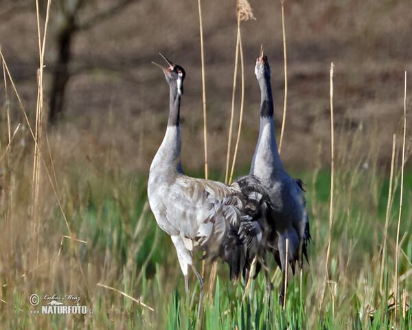 Žeriav popolavý (Grus grus)