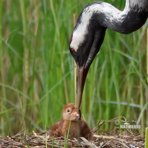 Žeriav popolavý (Grus grus)