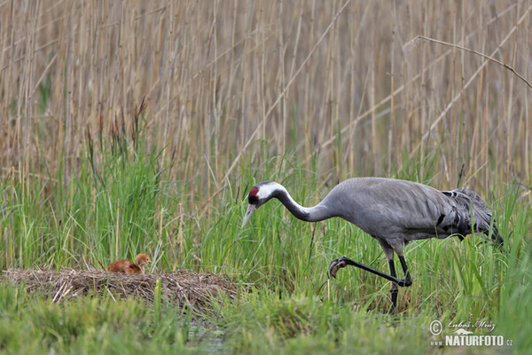 Žeriav popolavý (Grus grus)