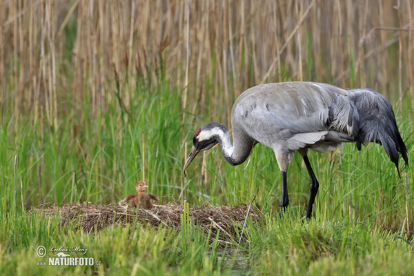 Žeriav popolavý (Grus grus)