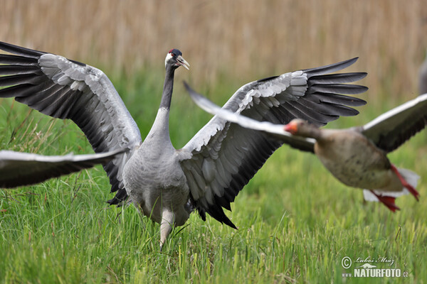 Žeriav popolavý (Grus grus)