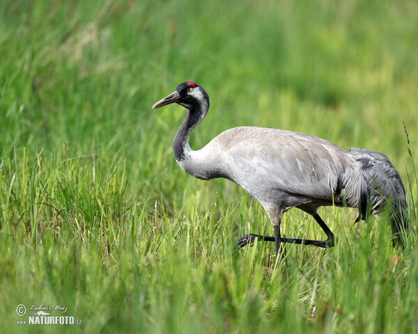 Žeriav popolavý (Grus grus)