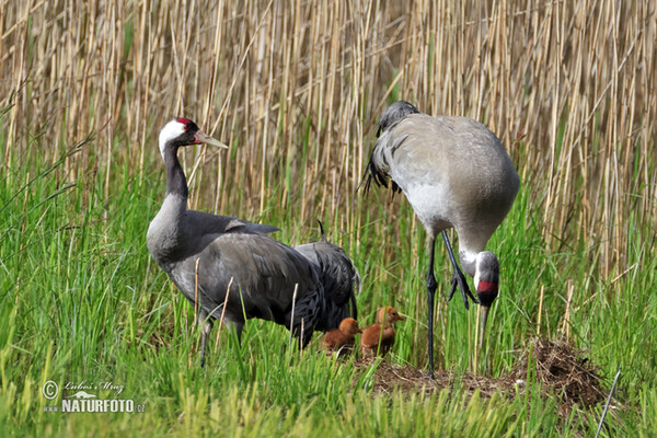 Žeriav popolavý (Grus grus)