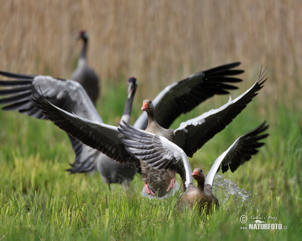 Žeriav popolavý (Grus grus)