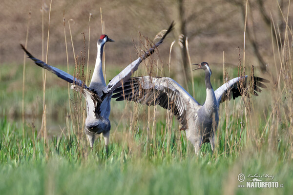 Žeriav popolavý (Grus grus)