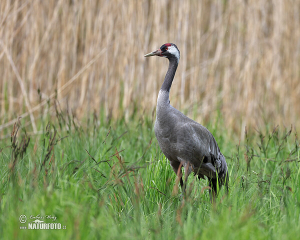 Žeriav popolavý (Grus grus)