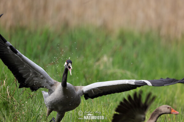 Žeriav popolavý (Grus grus)