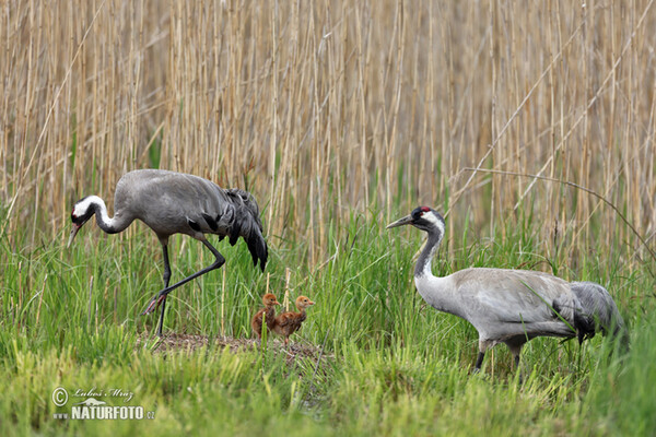 Žeriav popolavý (Grus grus)