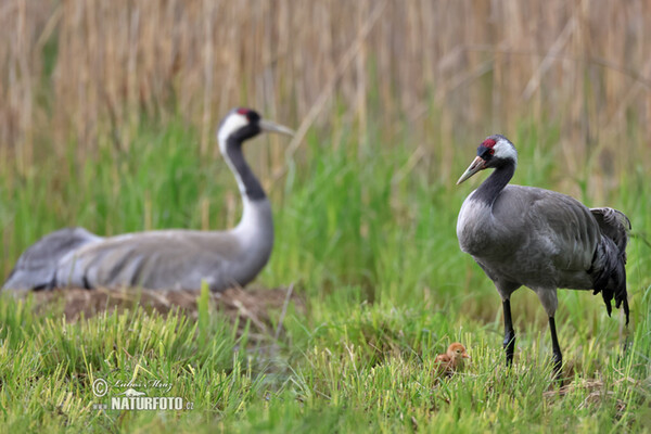 Žeriav popolavý (Grus grus)